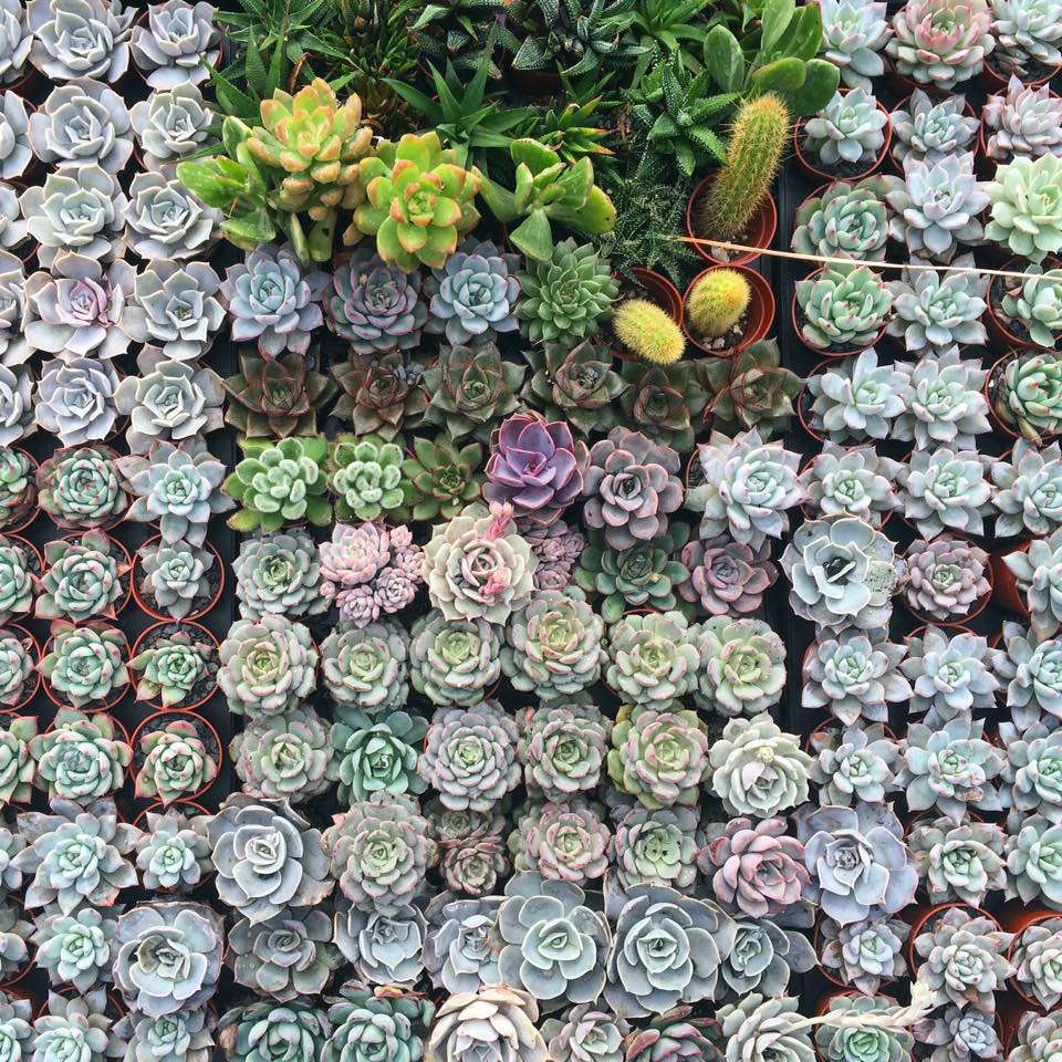 succulents.jpg