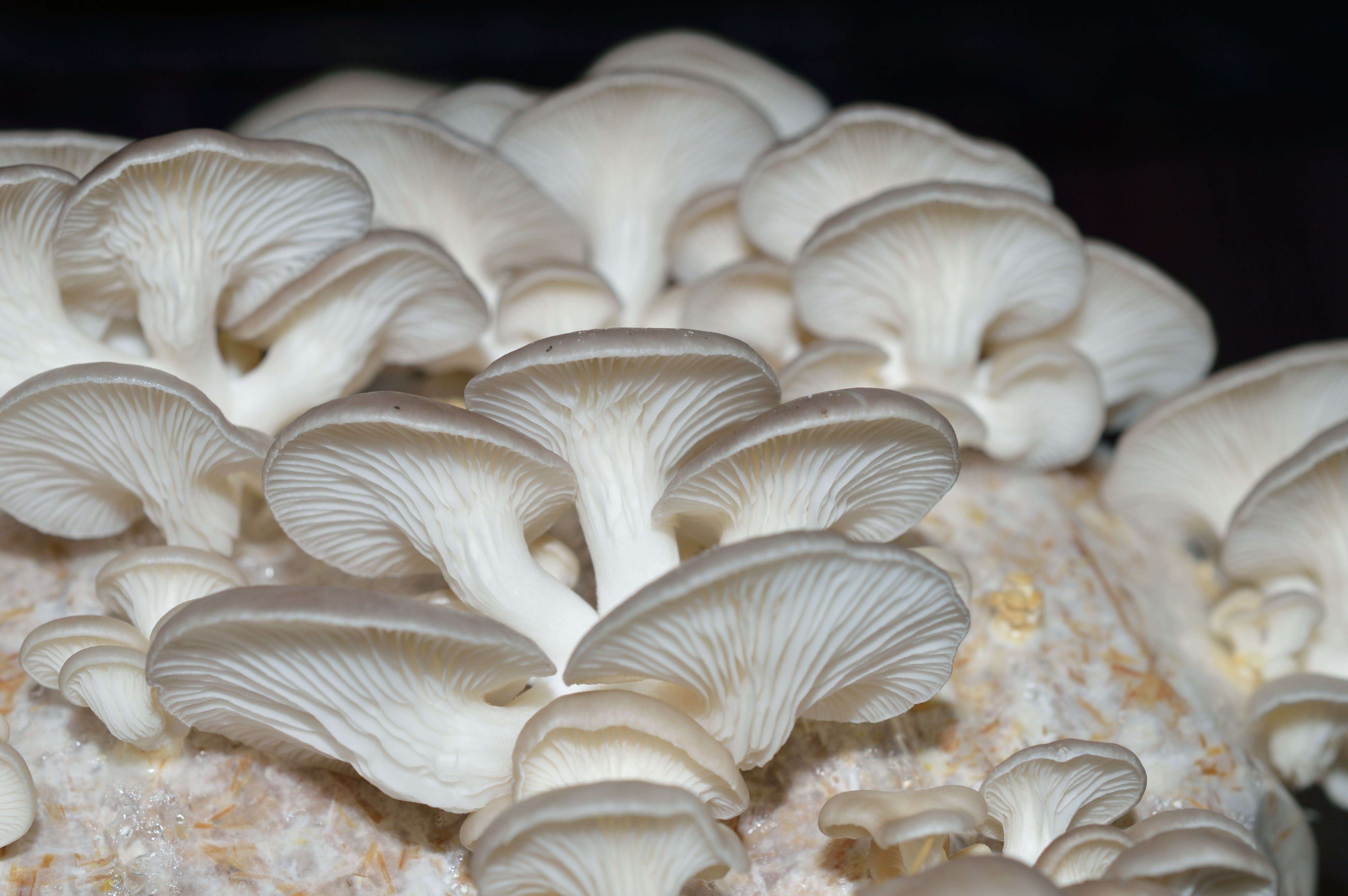 cultivation mushroom is done how Home and Gourmet Scale Farming Medicinal â Mushroom An cultivation mushroom is done how Home and Gourmet Scale Farming Medicinal â Mushroom An
