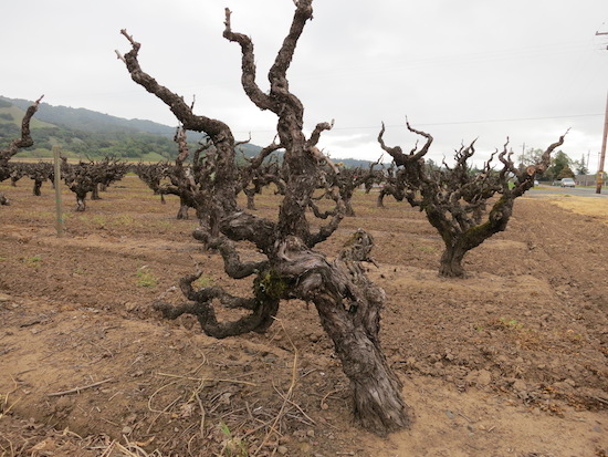 Lastest West Sonoma Coast Part One Twin Cities Wine