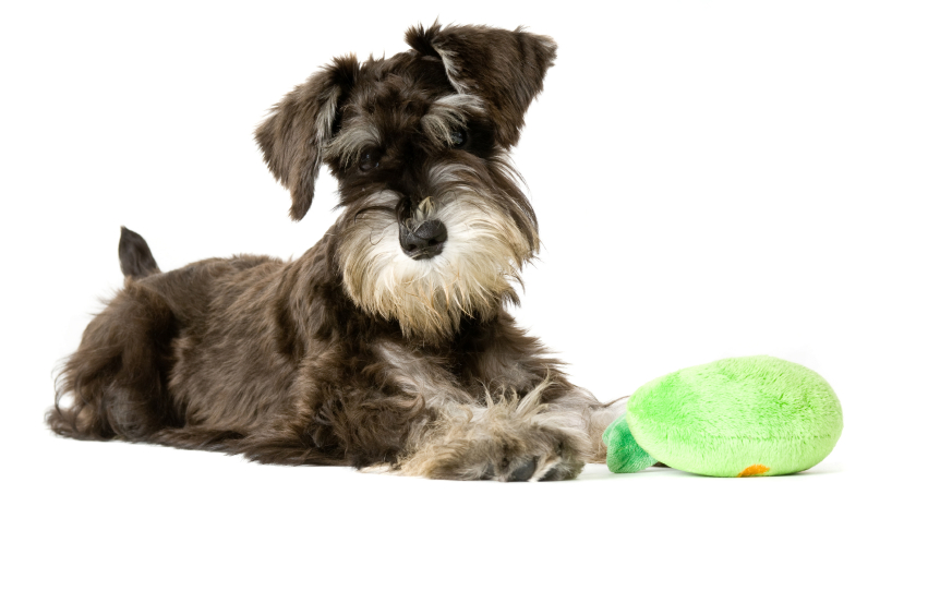 Puppy playing
