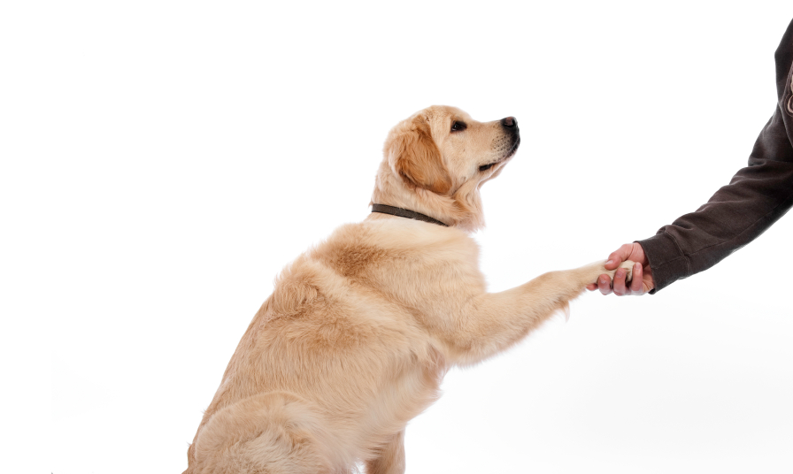 Dog shaking hand
