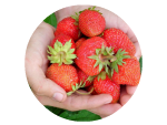 handsholdingstrawberries.png