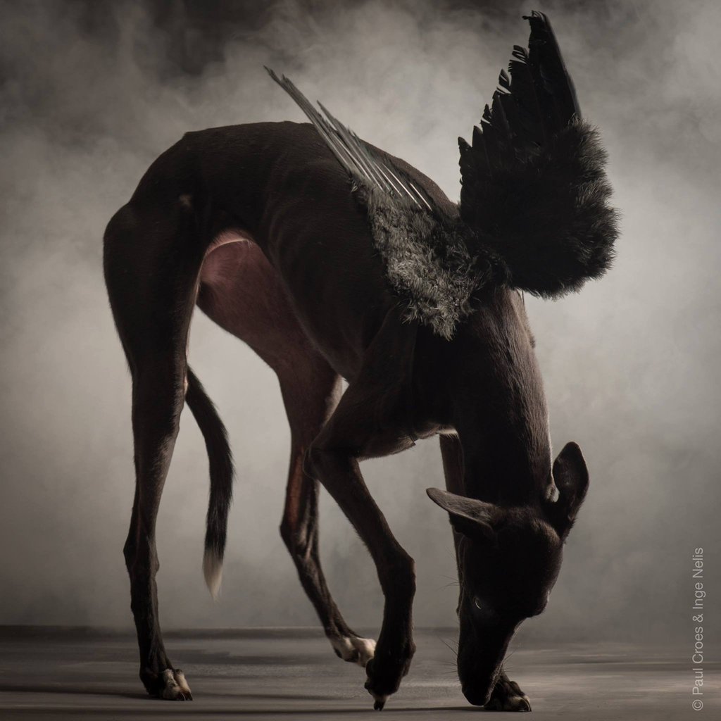 Paul Croes & Inge Nelis Fotografen für Hunde