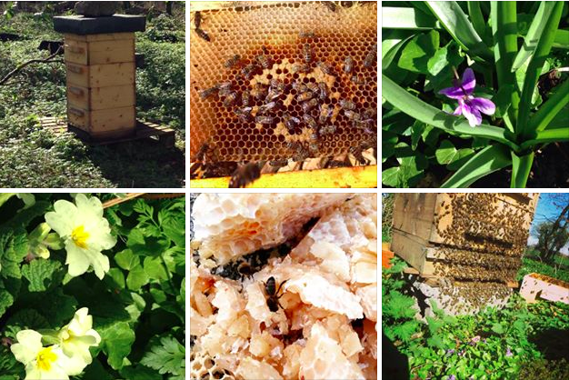 Brookfield farm Hiveshare bees Brookfield farm Bees & Honey