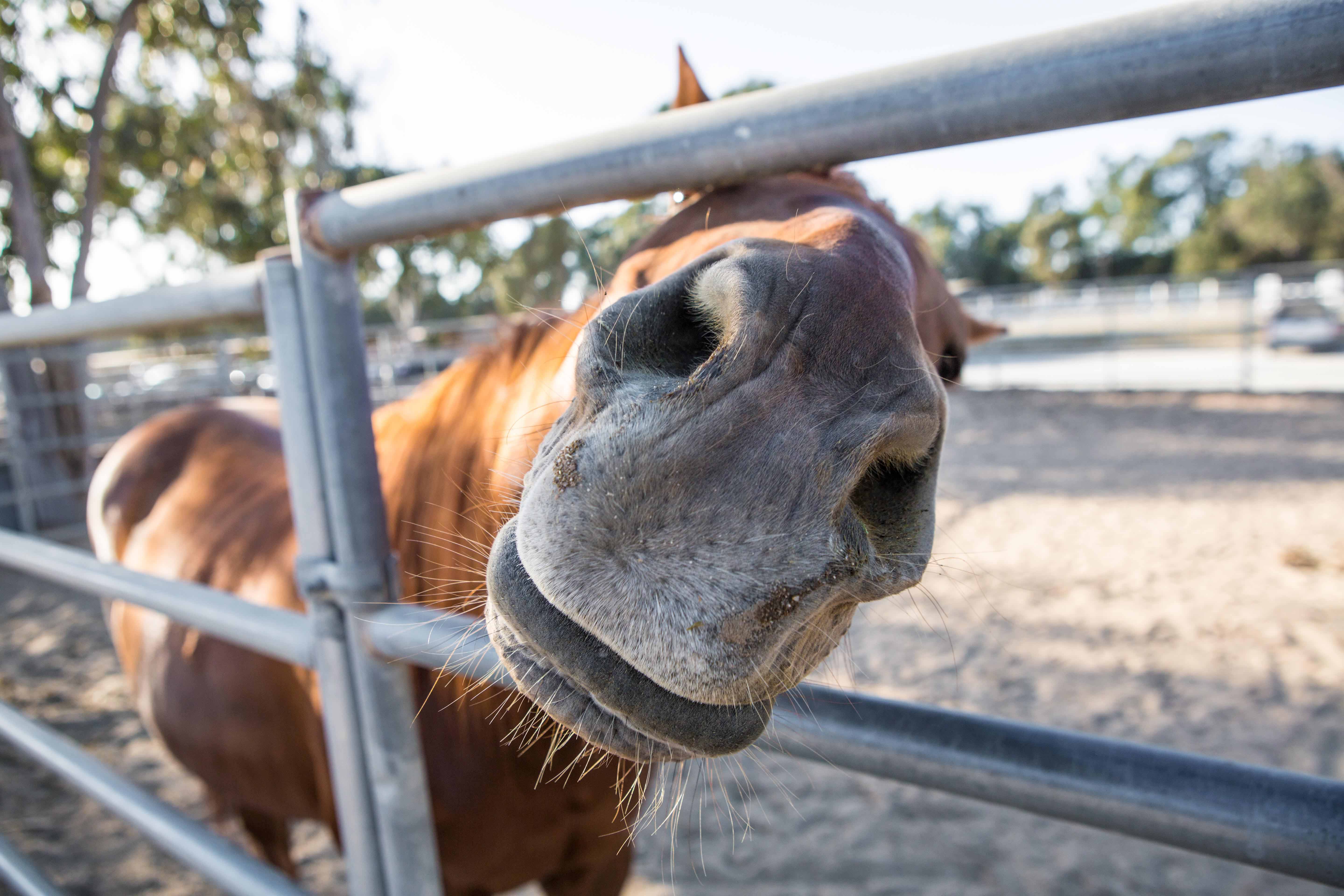 Spring-at-the-stables-free-rein-doundation