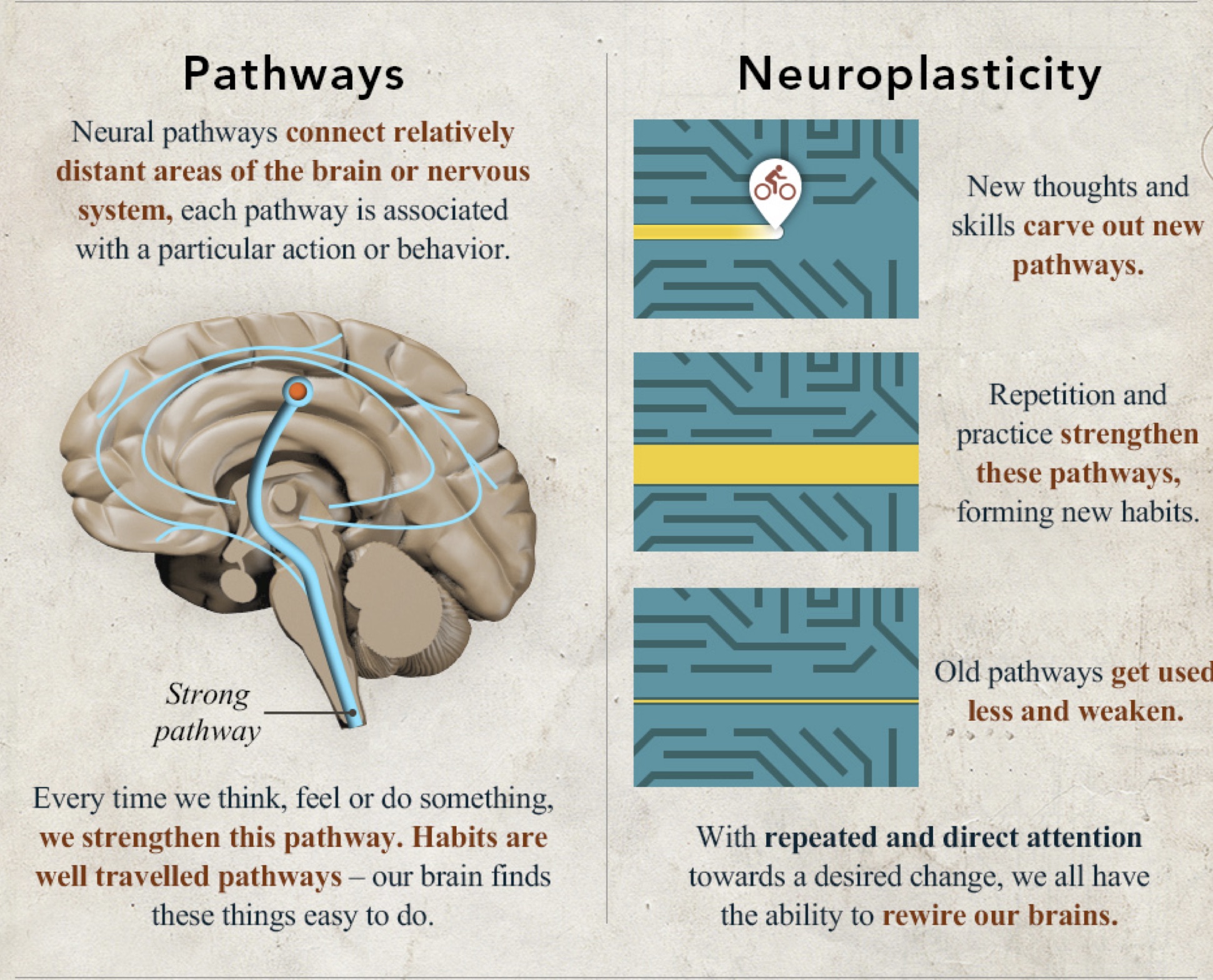 Rewiring Of The Brain