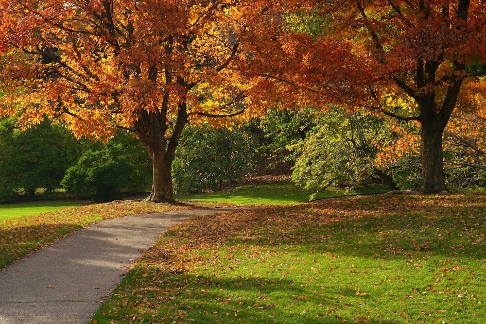Photographing Fall Colors: Expressive Nature Photography Arnold ...