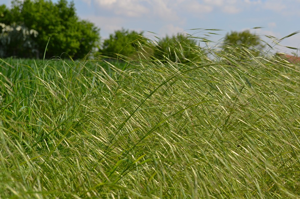 How do you find out what the native grasses in your area are?