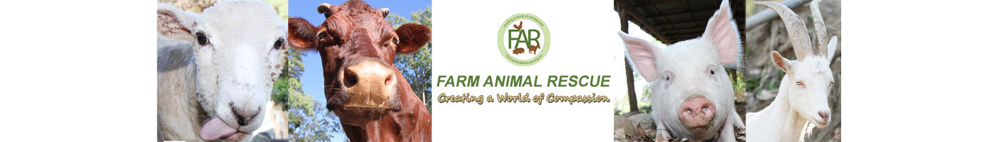 farm-animal-rescue-events-eventbrite