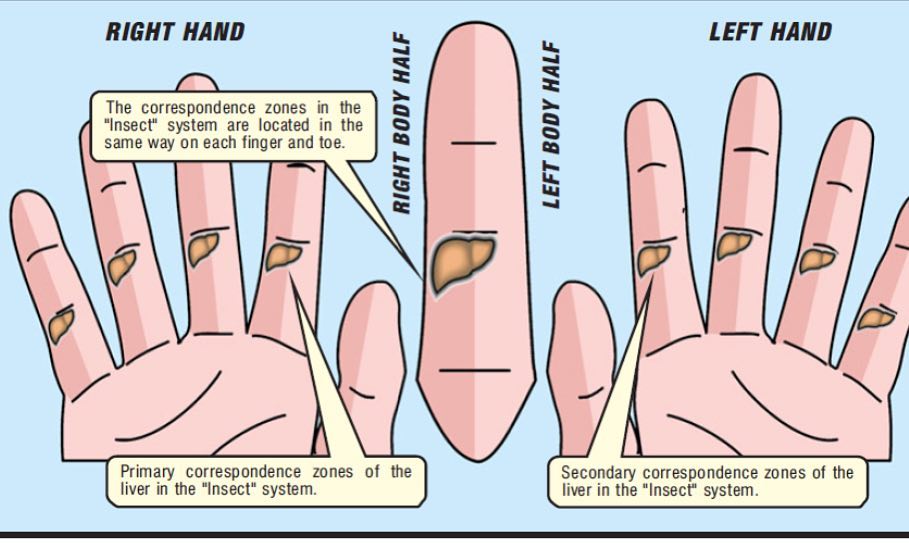 sujok finger system for liver