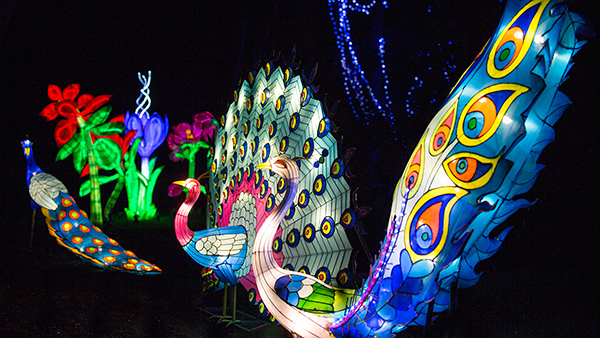 Magical Lantern Festival Yorkshire
