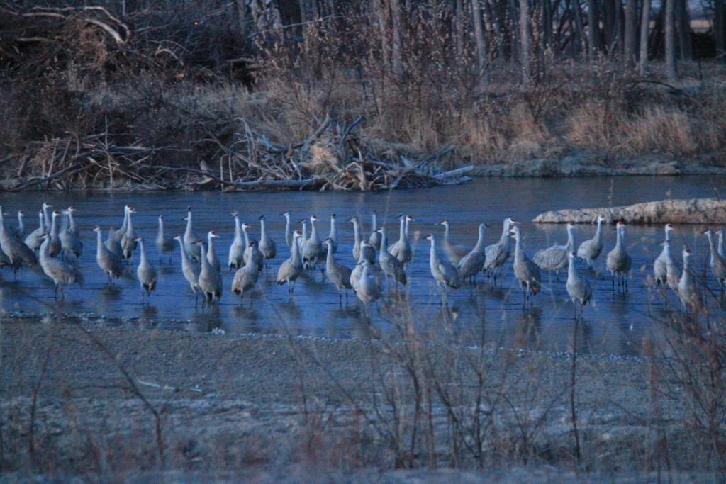 Sandhill Cranes