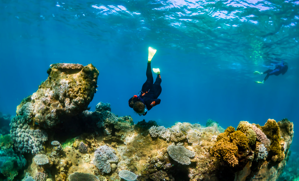 Diving on Ningaloo Reef