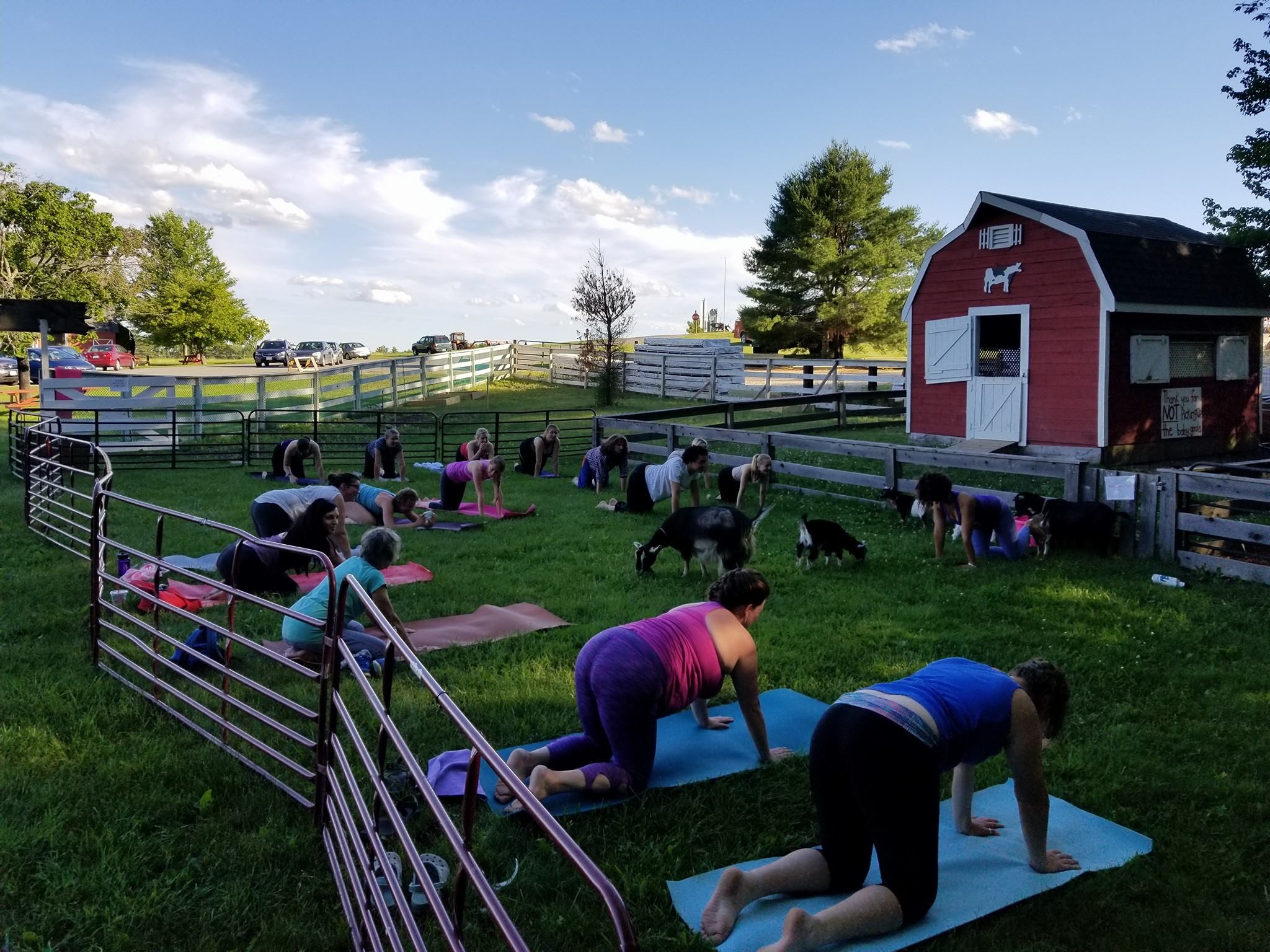 Goat Yoga @ Smiling Hill Farm