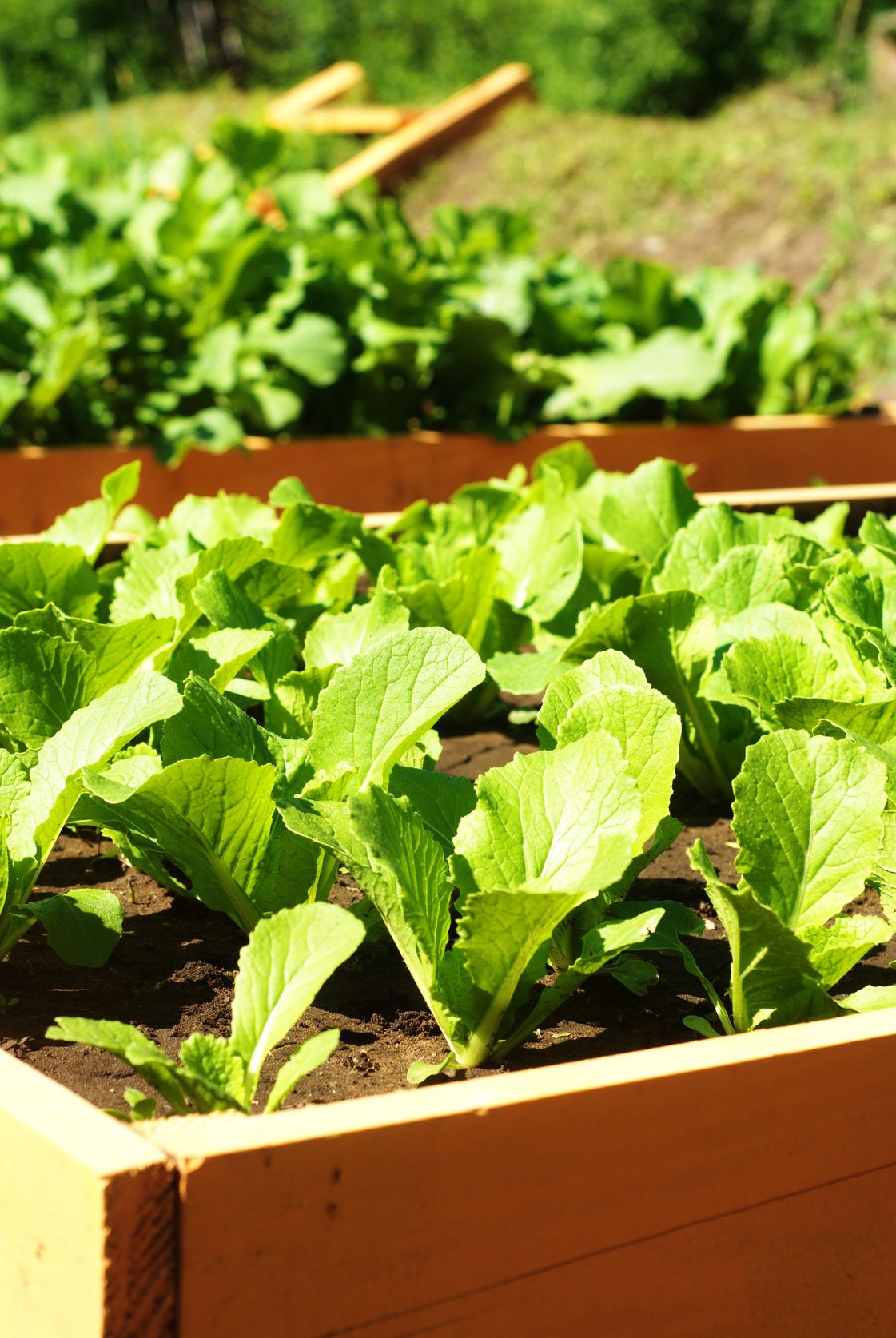 Green vegetable bed. Овощ на кровати