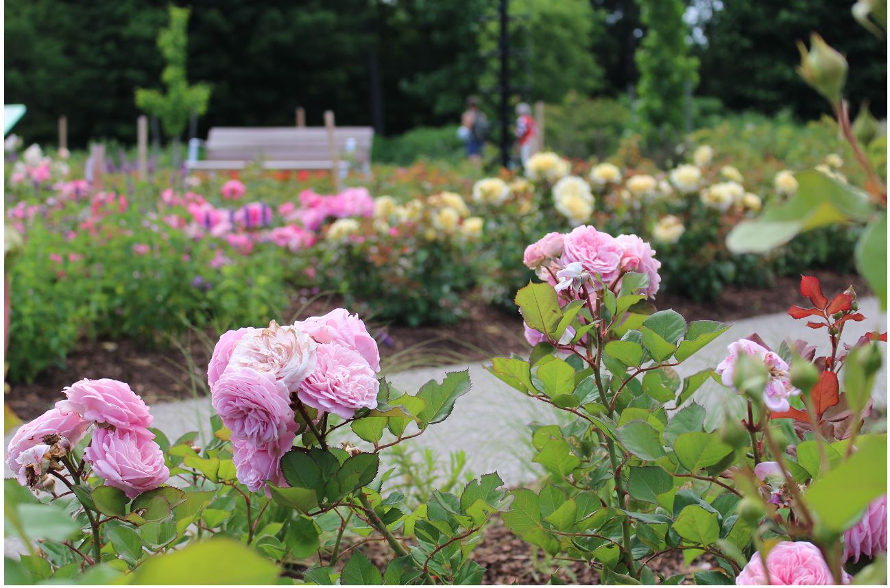 缤纷盛开的特色玫瑰园 rose garden