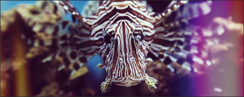 Erin Spencer: The Lionfish King