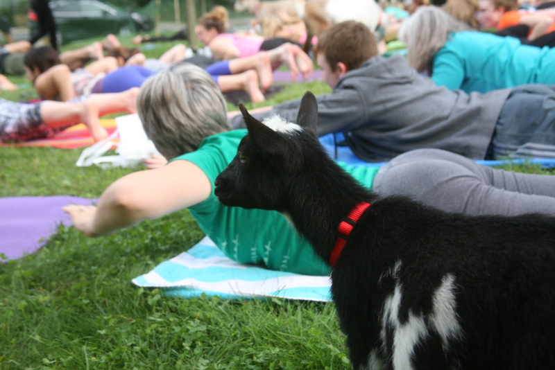 goat yoga in the woods saratoga springs new york