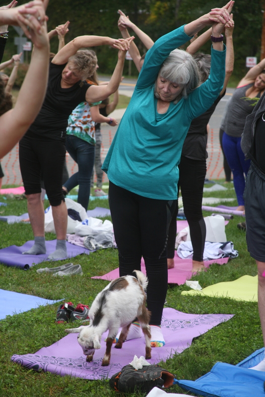 goat yoga in the woods saratoga springs new york