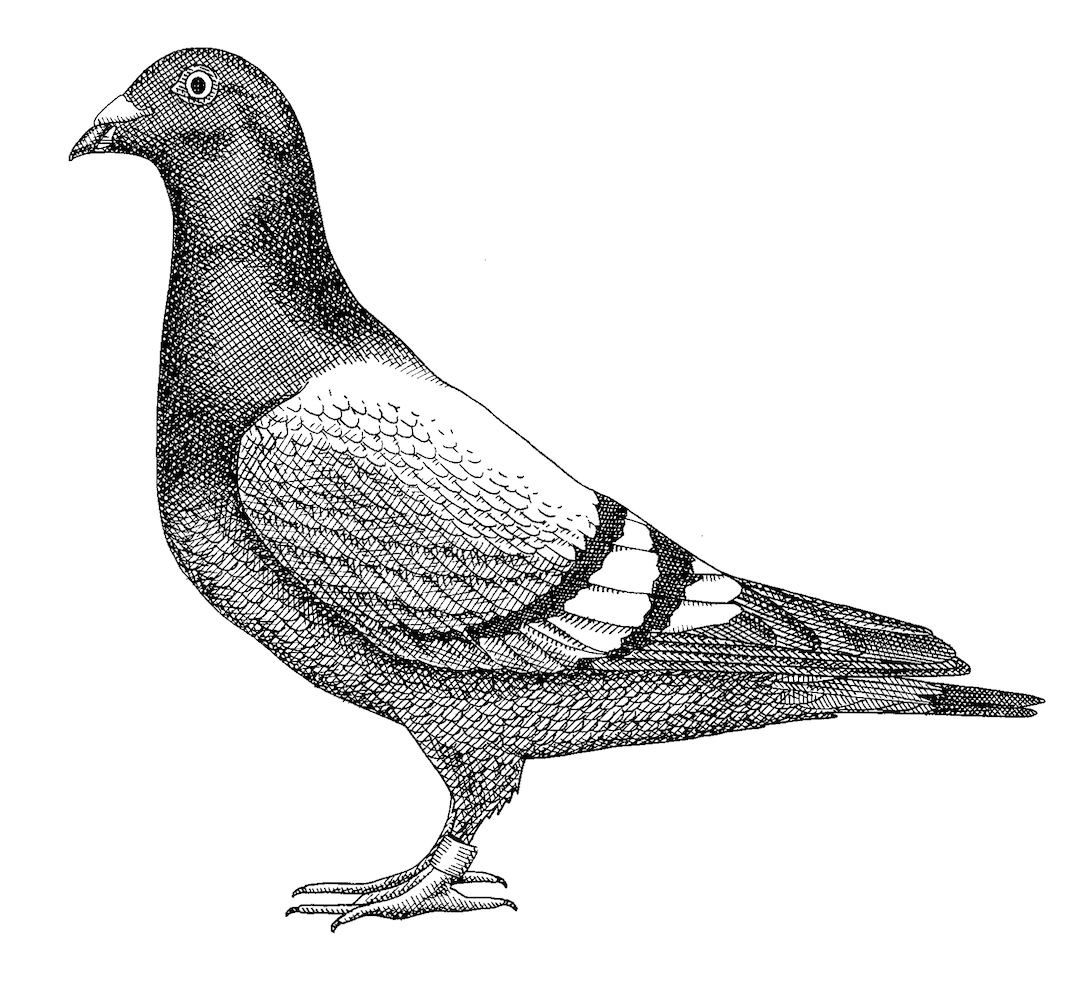'Pigeon' by Bren Luke