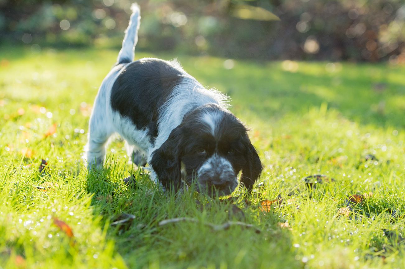 great british dog walk 2019