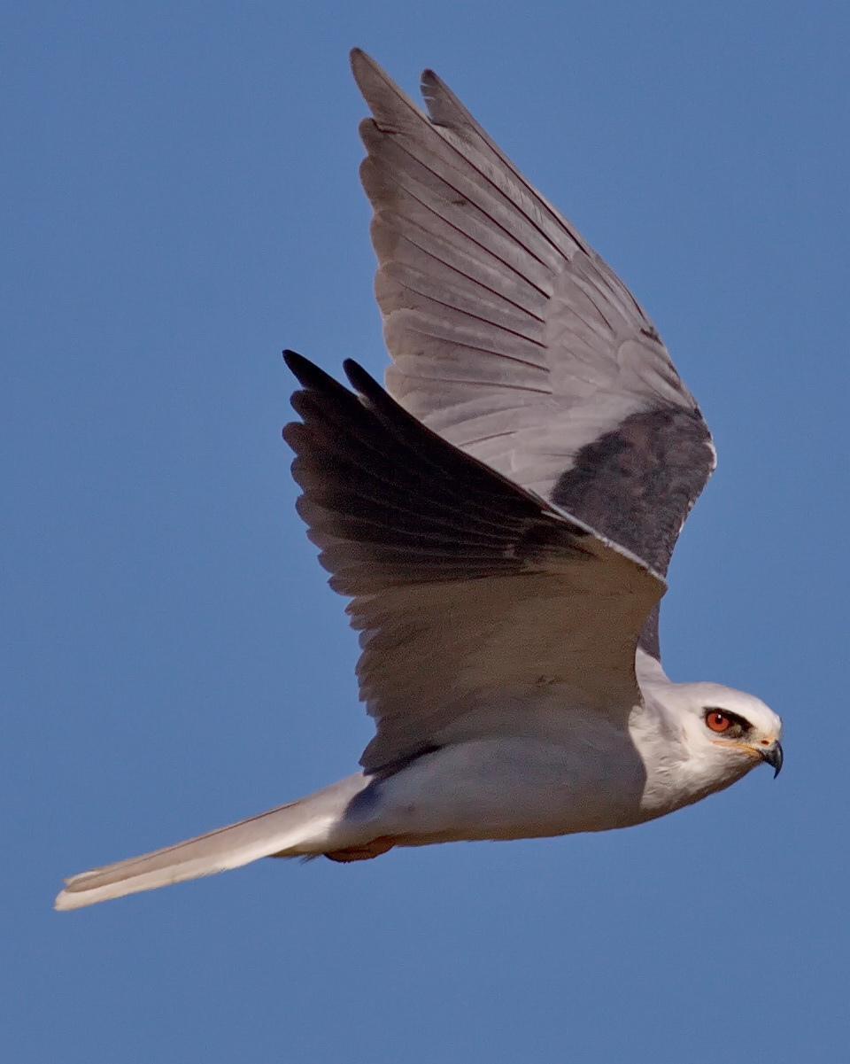 whitetailedkite28elanusleucurus29ad.2cmalibucaimg3863b.jpg