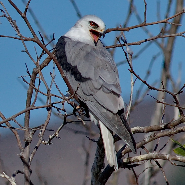 whitetailedkite28elanusleucurus29ad.pair2cperched2cmalibucaimg3797b.jpg