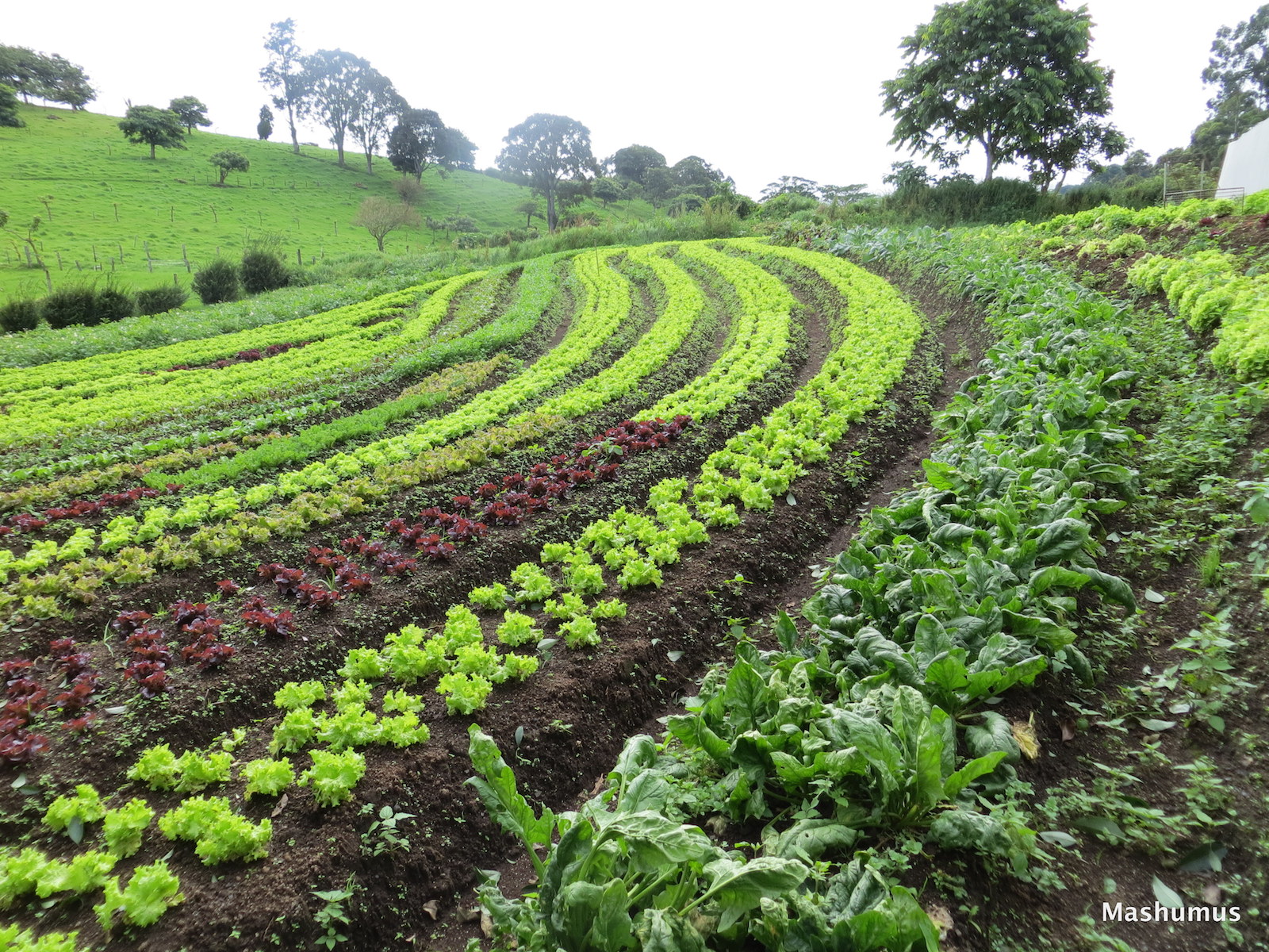 keyline lettuce