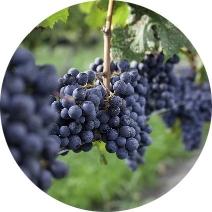 Cab Grapes