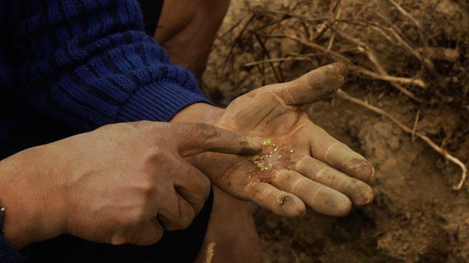 a worker's hands examine the insides of a plant