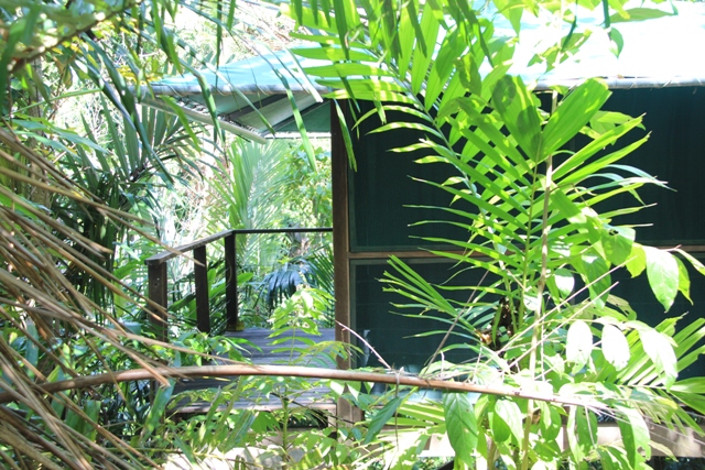Rainforest Hut