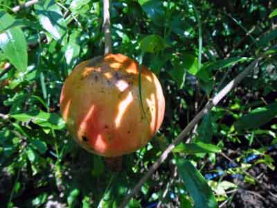 2014 McTeer Pomegranate Fruit pomegranate fruit