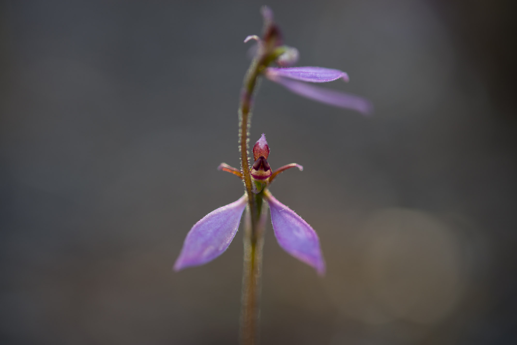 Eriochilus cucullatus orchid