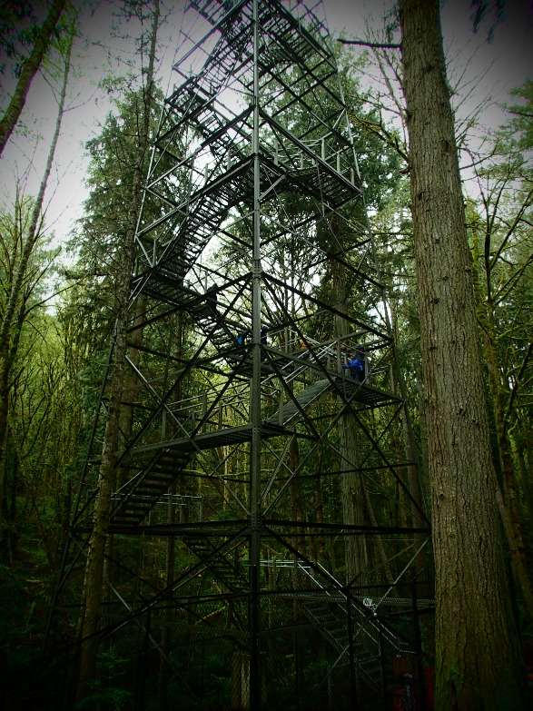 Canopy Tower resized for web