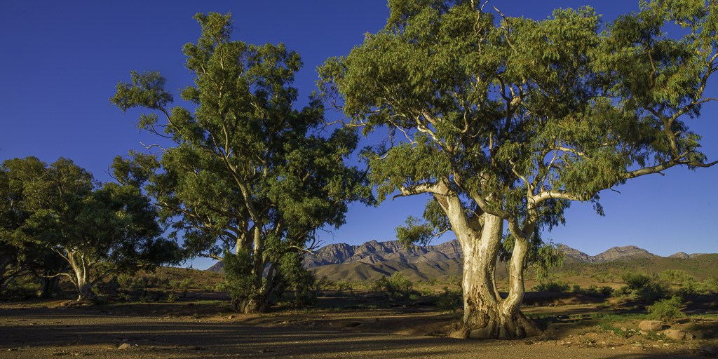 Flinders Ranges Photo Tour River Red Gums