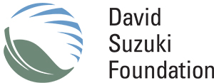 dsf logo