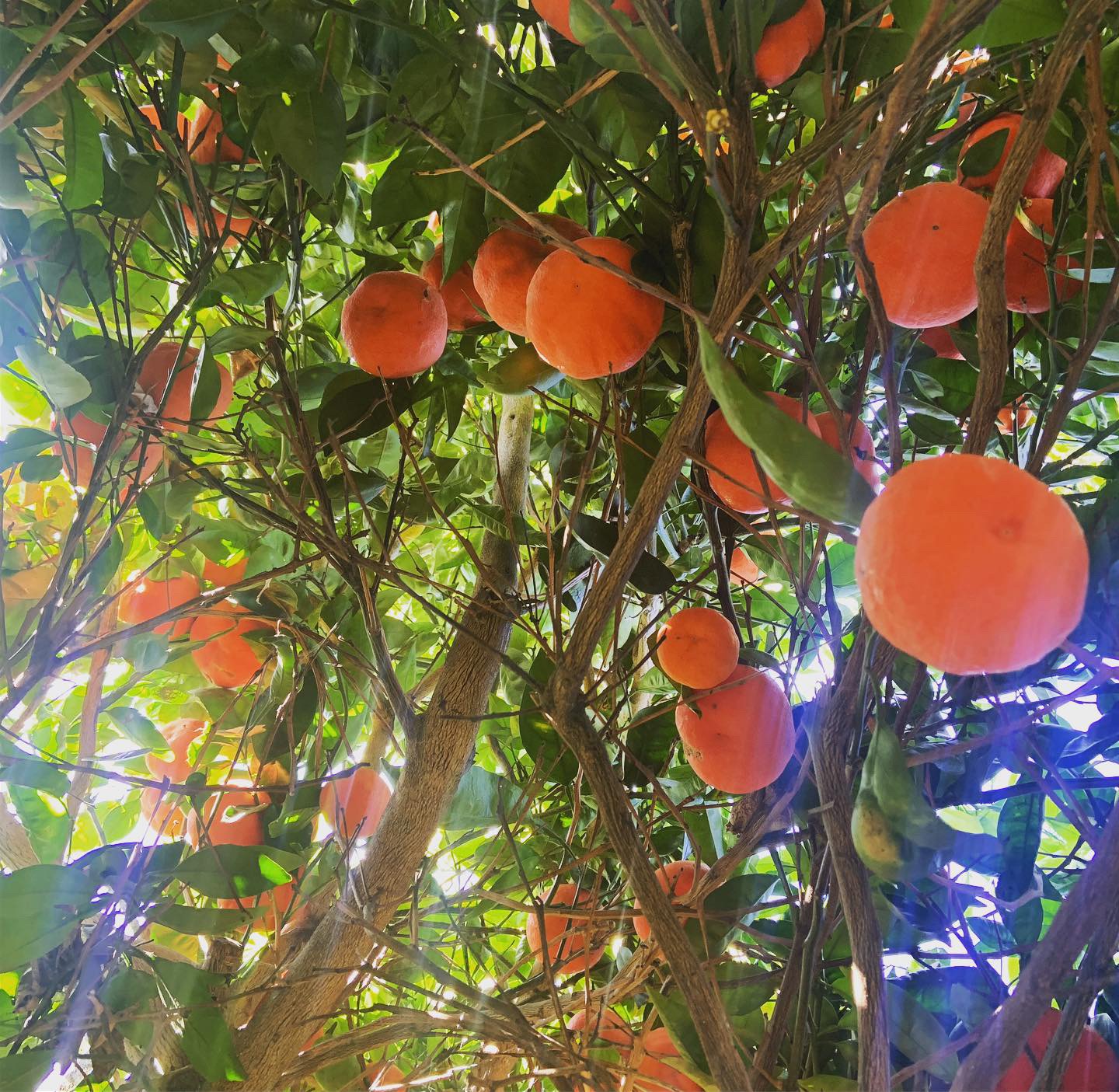Citrus Tree by Long Beach Organic. Photo by: SolShock Media
