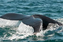 maui whale watch