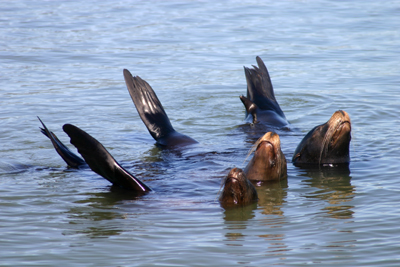 San Francisco Bay wildlife