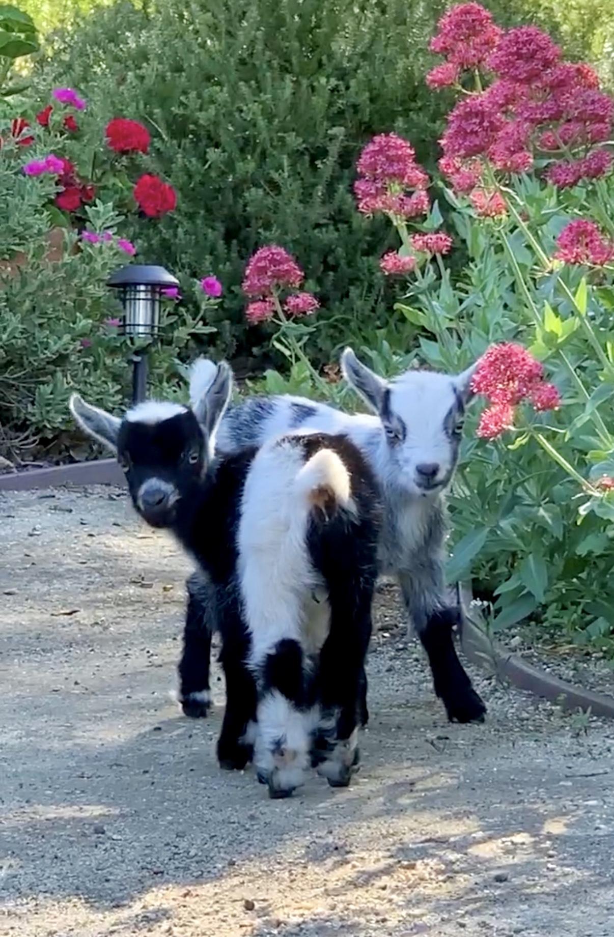 Baby Goat Yoga