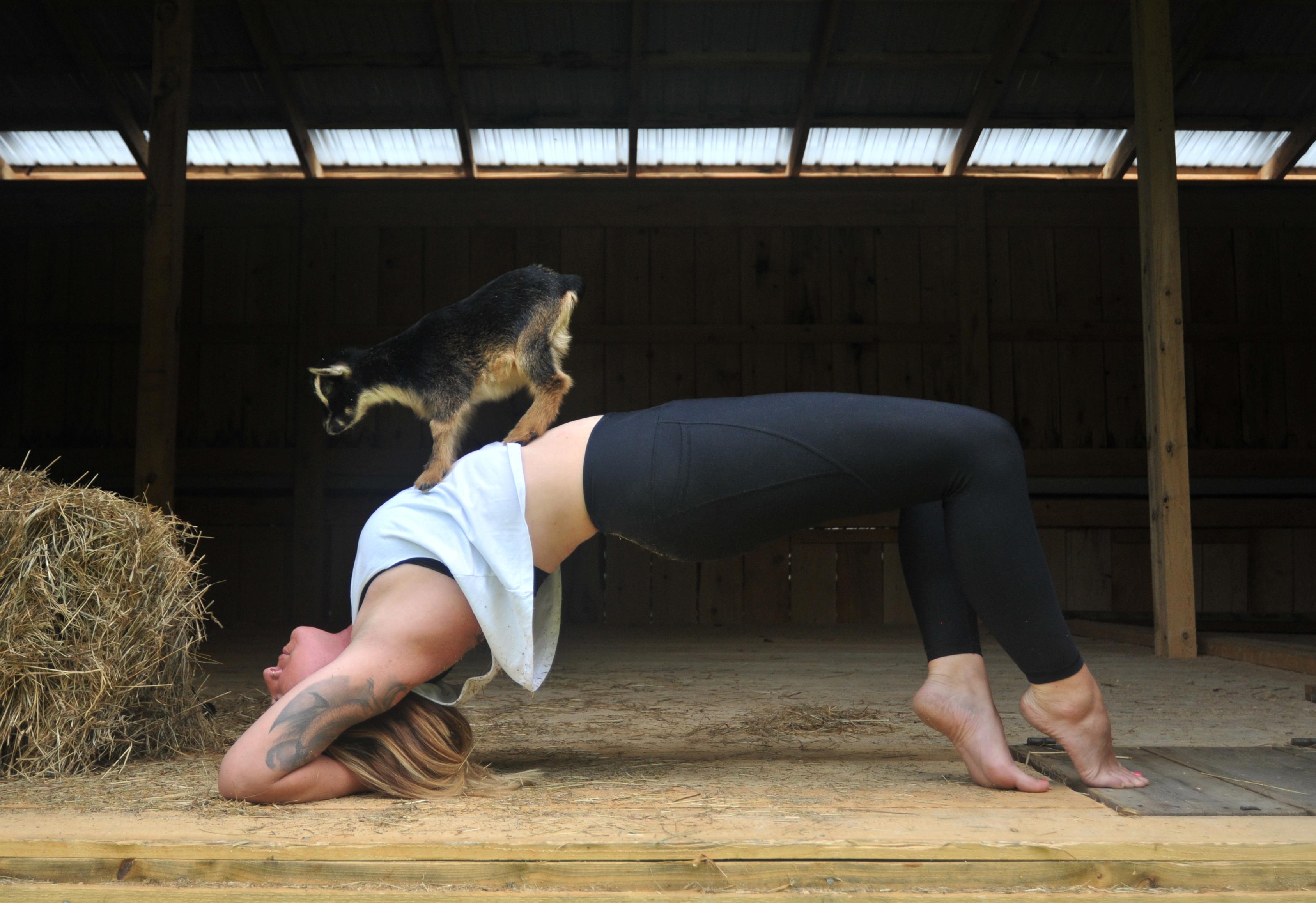 Toke With A Goat Yoga