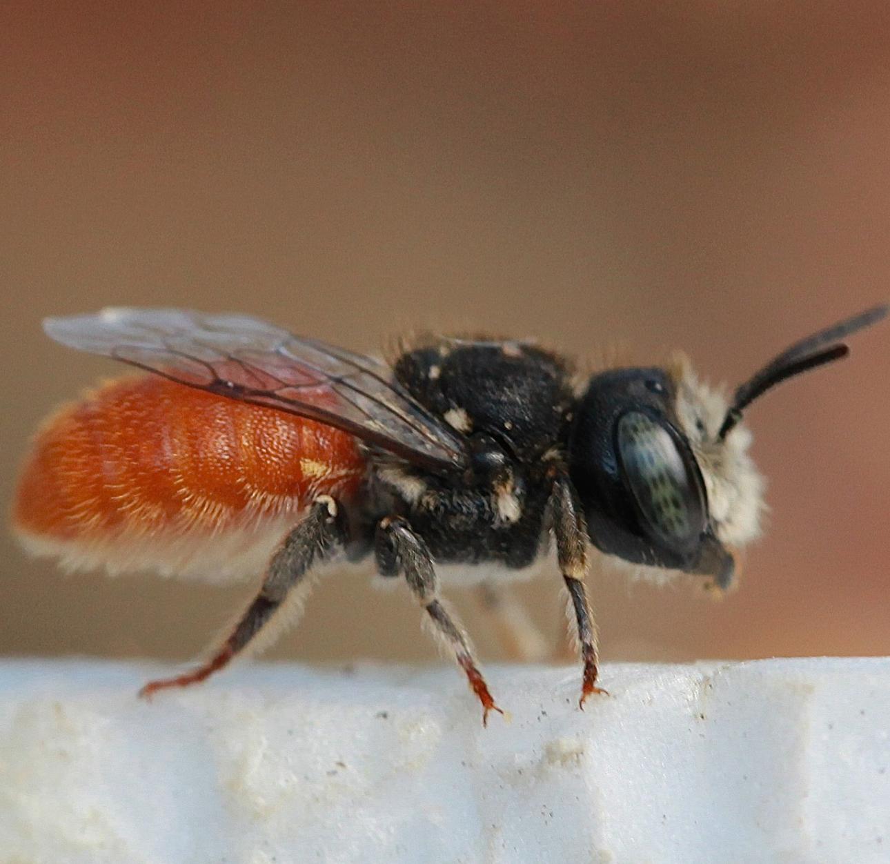 NaturallyGC- Australian native bees: diversity, conservation and keeping