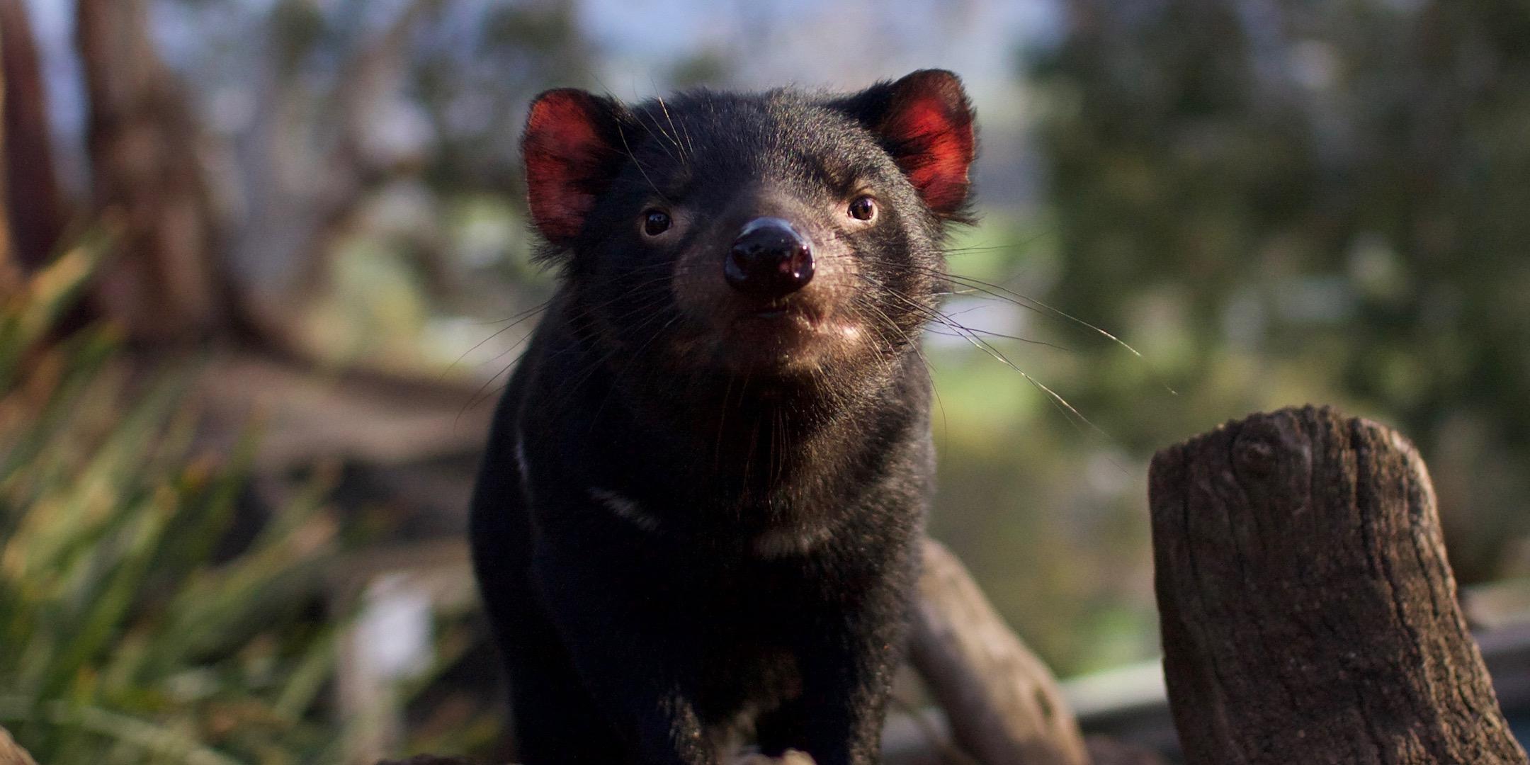 Bonorong Wildlife Rescue Training - LAUNCESTON - 7 February 2021