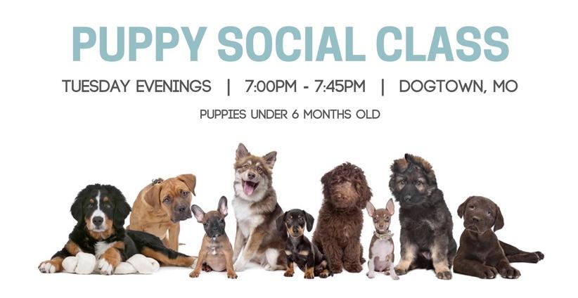 Weekly Puppy Social Class