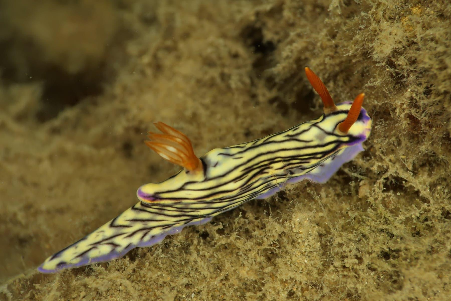 NaturallyGC Rocky Shore Explore and Sea Slugs (kids workshop)