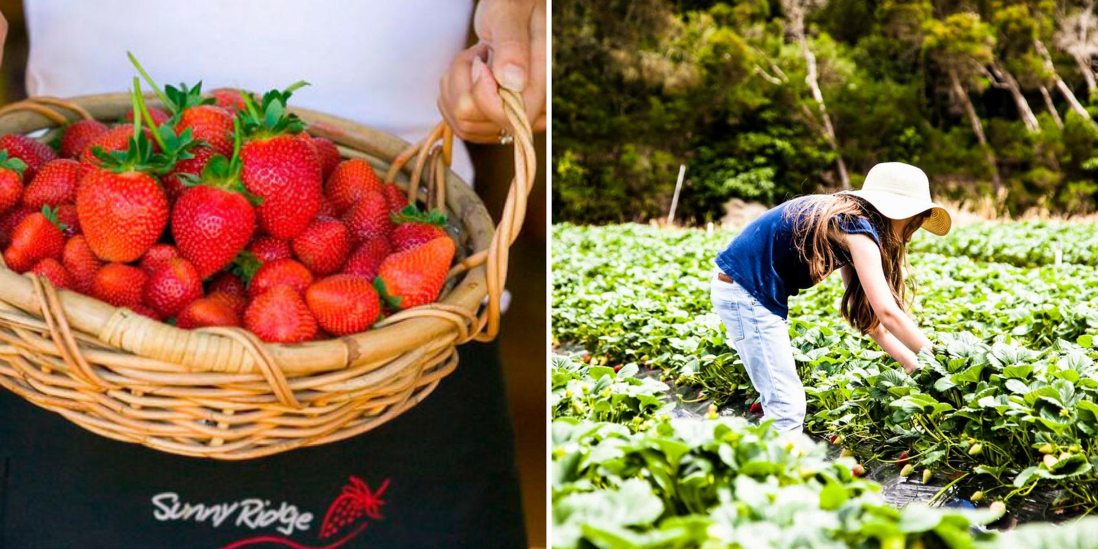 Strawberry Farm and Mornington Peninsula