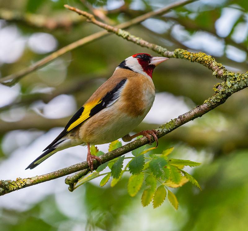 Virtual Bird identification talk