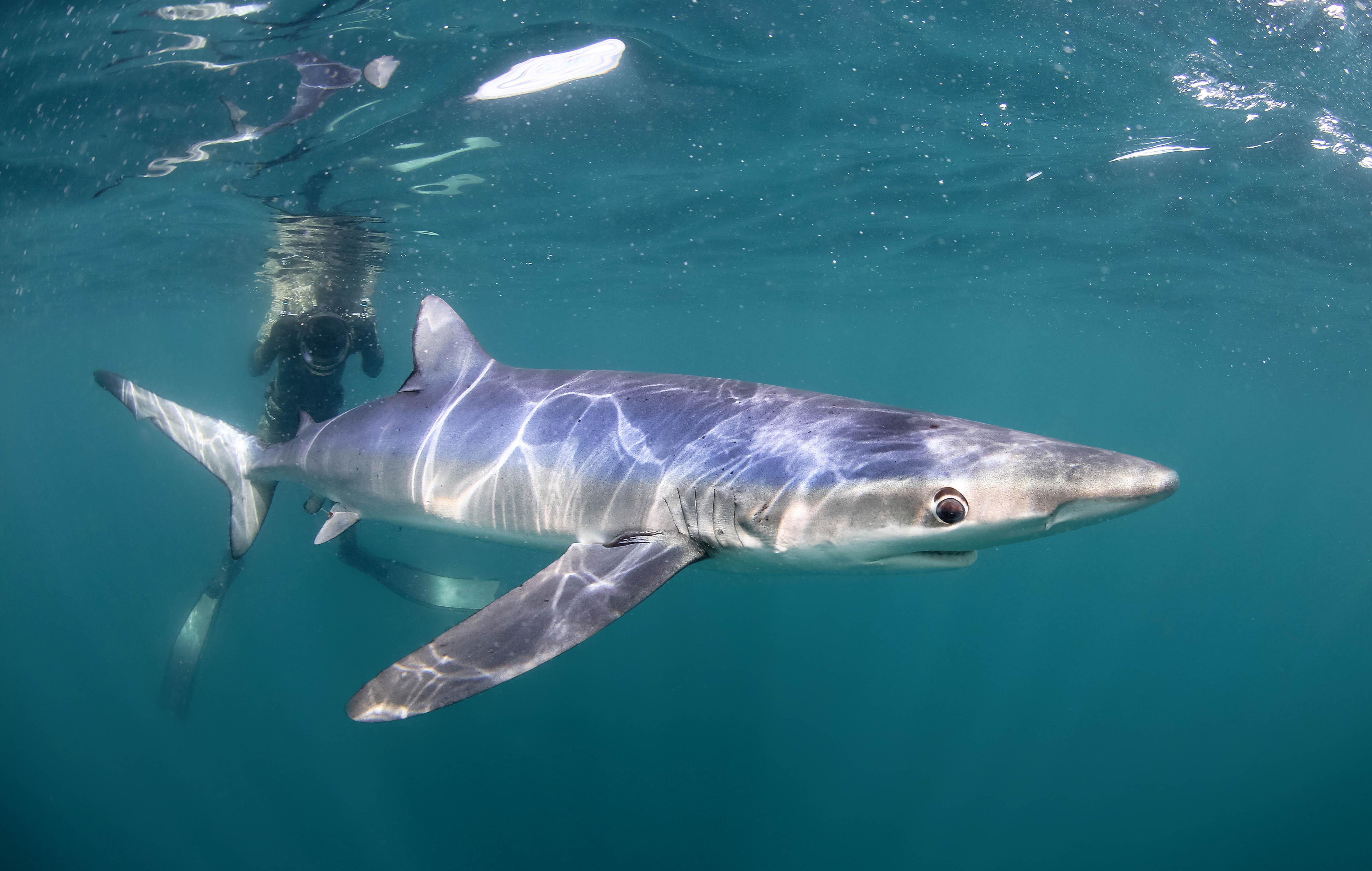 SWIM WITH BLUE SHARKS ( £180 PP) £60 DEPOSIT TO BOOK.