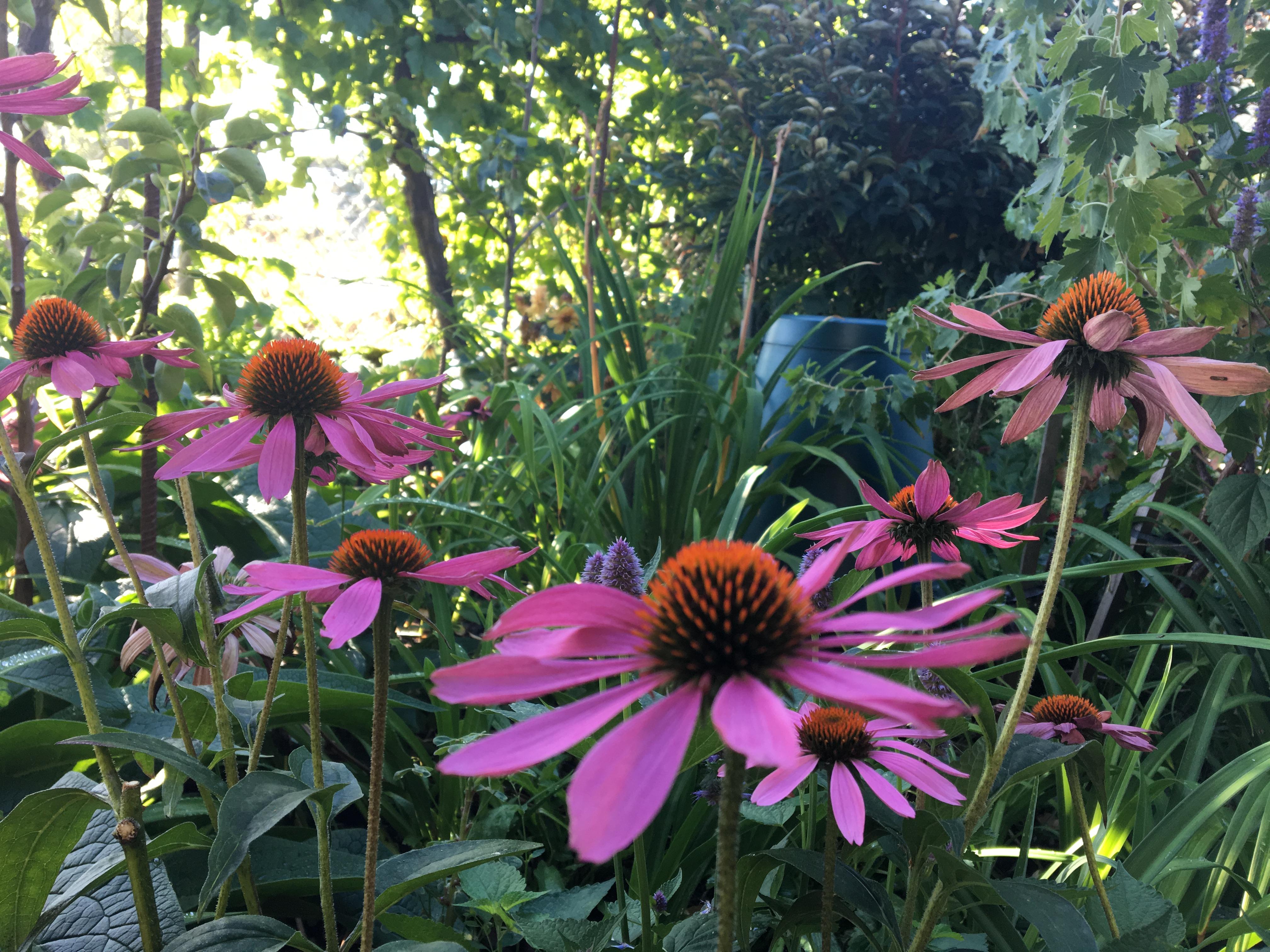 Growing Medicinal Herbs