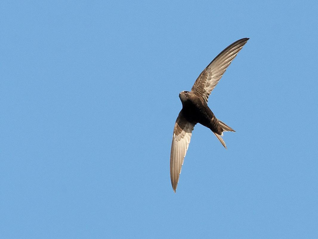 Wild Bicester - Swift Guided Walk - 12 JUL 2021